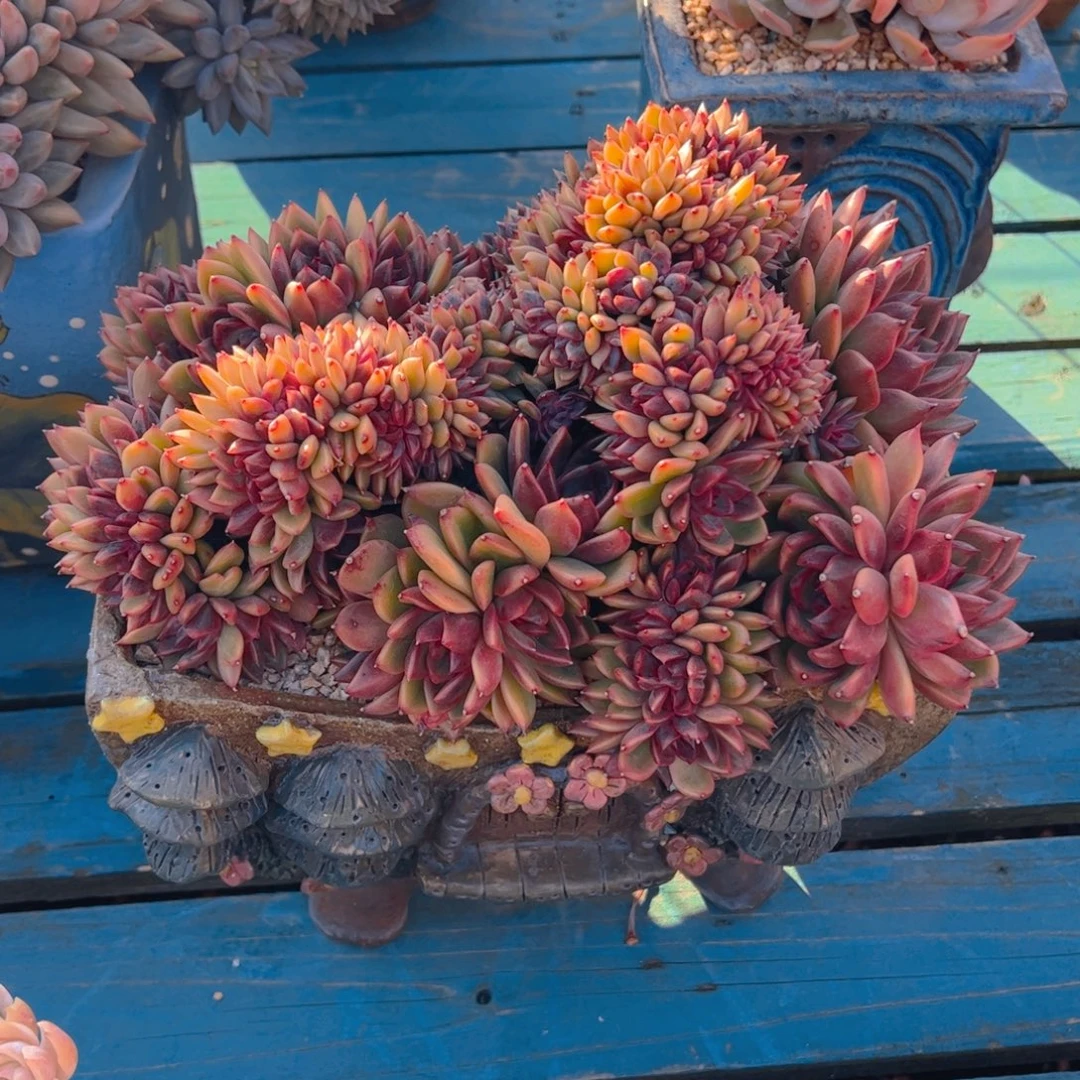 芬***蓉多肉植物保护研究所所长