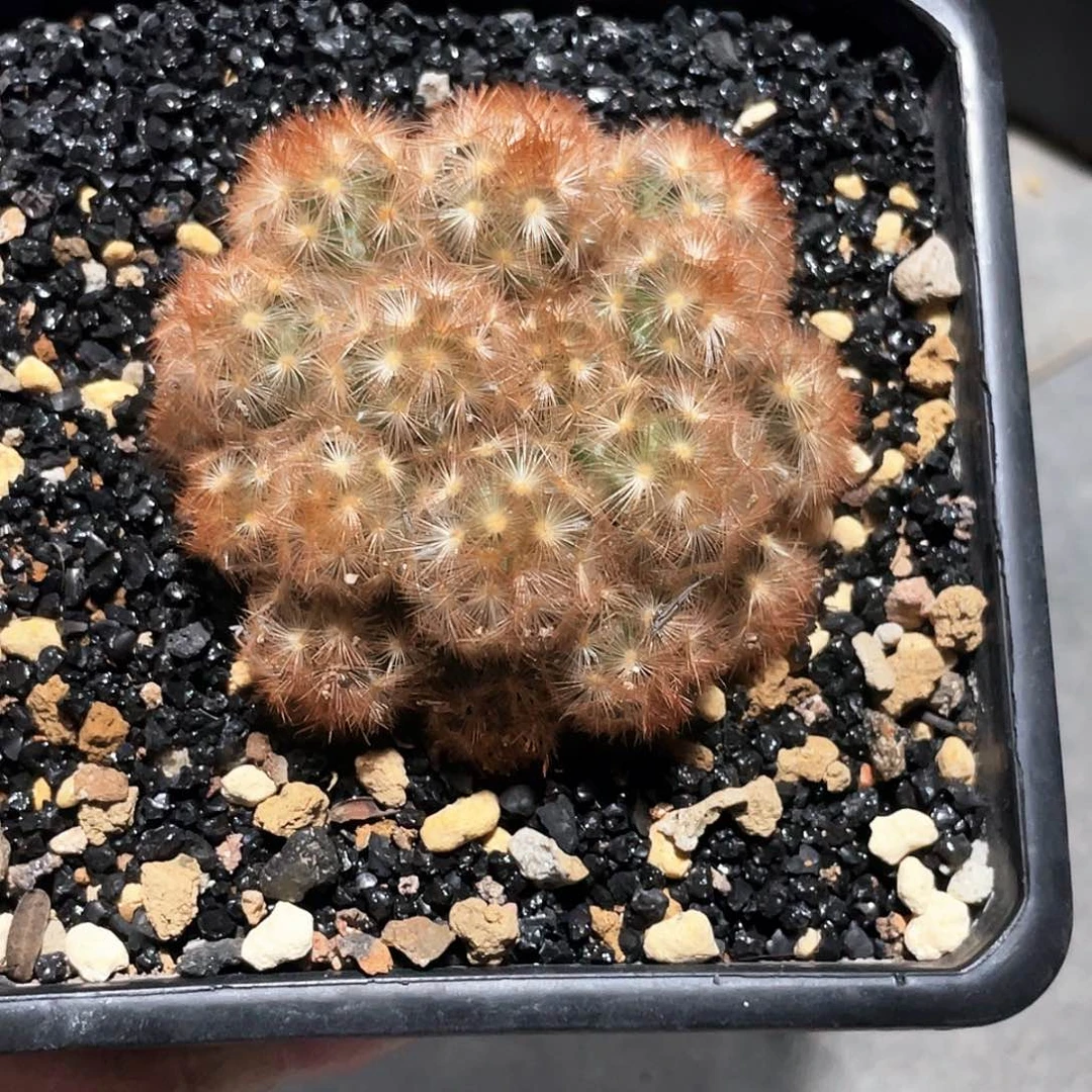 红刺嘉纹丸群66666666666