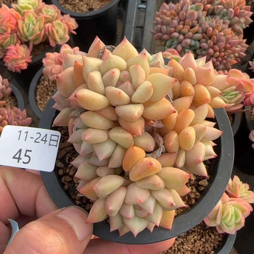 黄金象牙一颗脱土发货