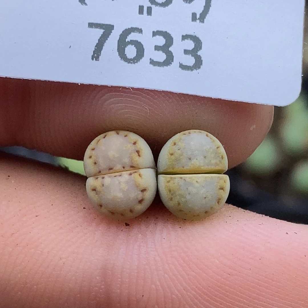 7633。岛田ex216。黄绿饼干。。。