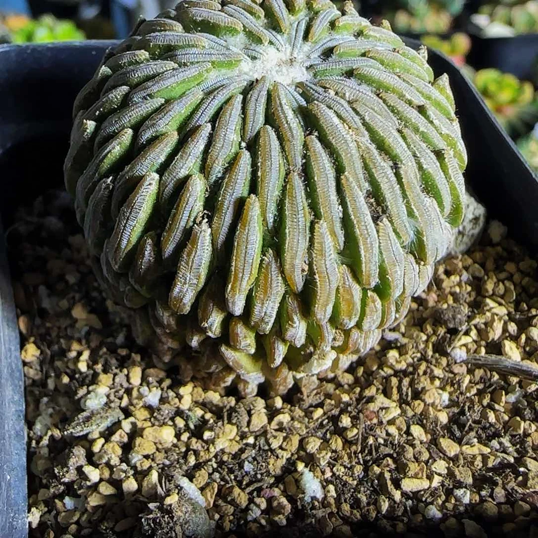 精巧丸353仙人球开花