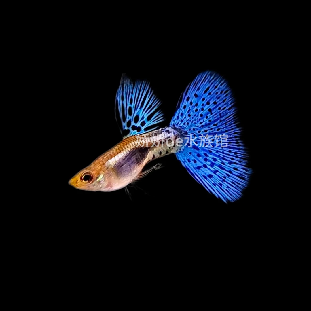 兰草种鱼 精品网红爆款孔孔雀鱼小型热带观赏鱼淡水鱼