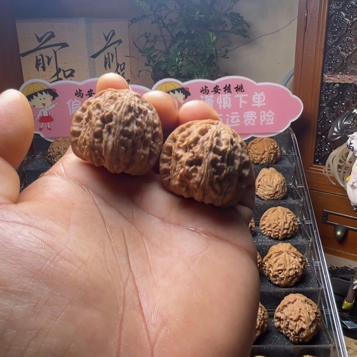 36全品白狮子未打底