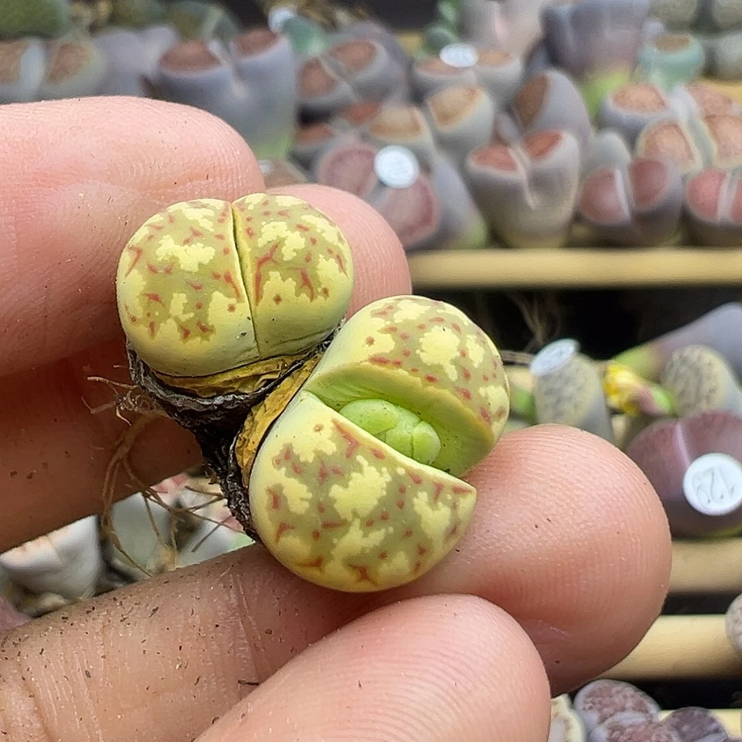 花*134炸111111111111111