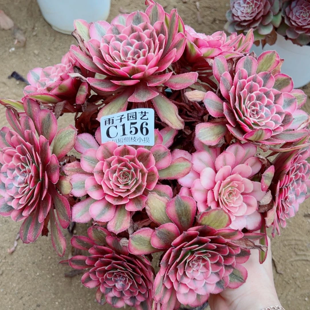 156白月光尺寸30左右