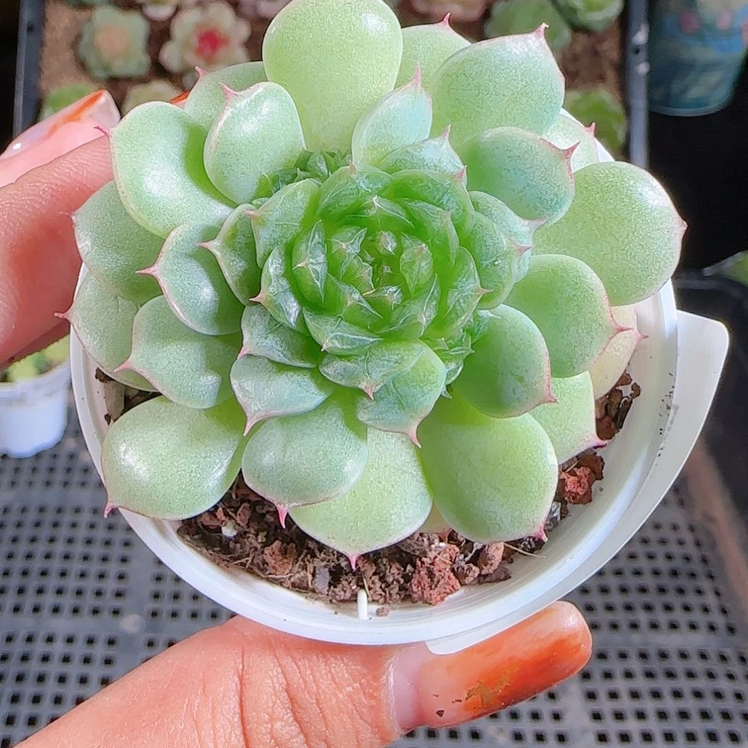 1101-222海心麦秆优选不包整