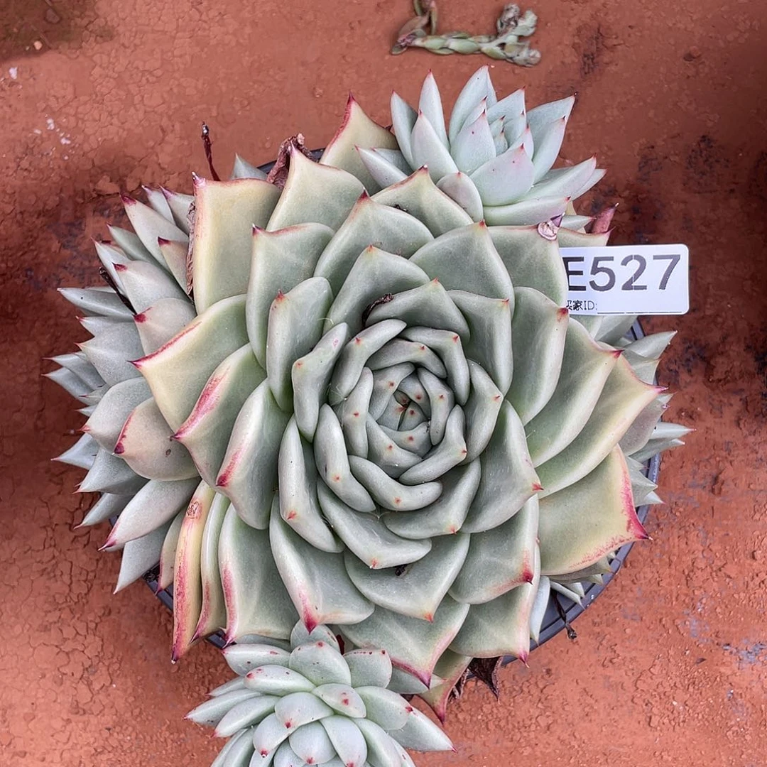 若如东云组拍E527