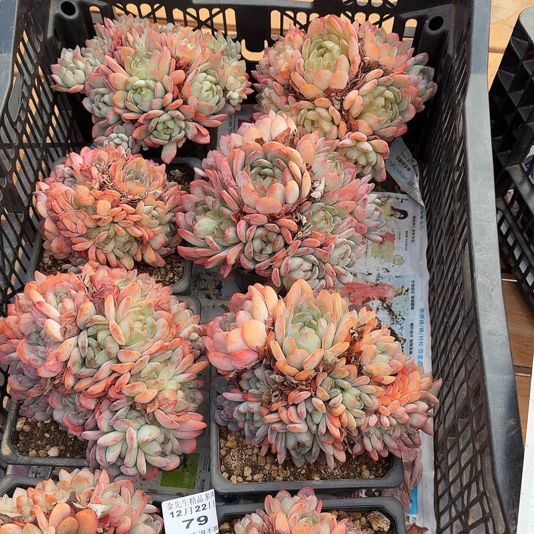 麻***椒1222-79全明星群8颗