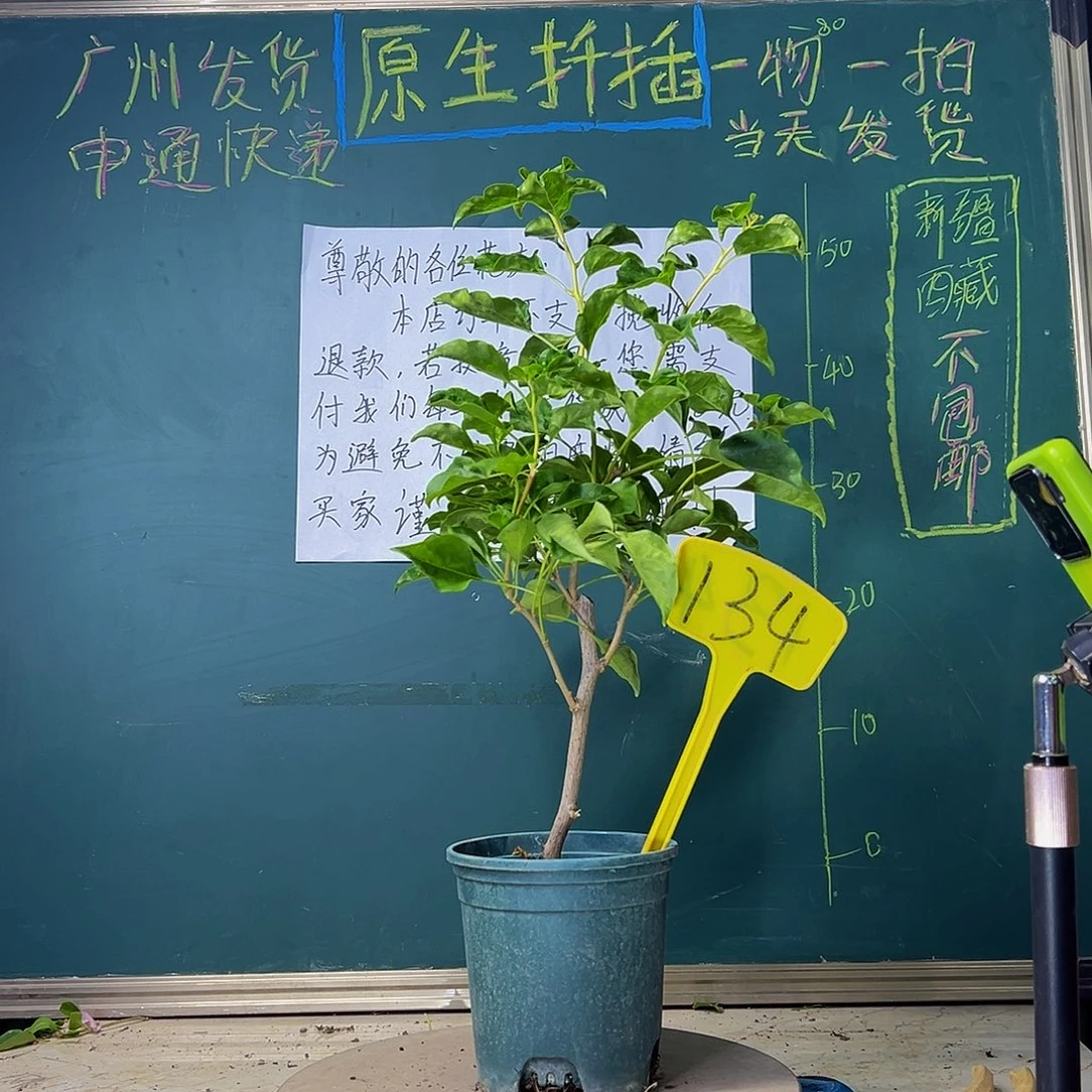 当前无花栽培后可以开花蒙娜丽莎黄134