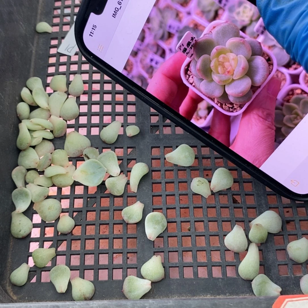 纯叶片甜心圆圆拍1叶片一个