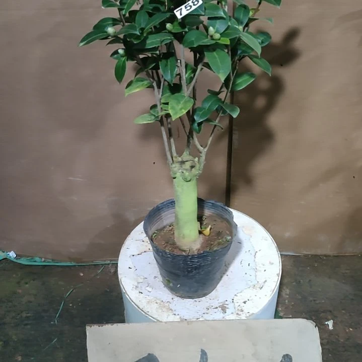 758斑水屋，原盆原土发货，不包邮