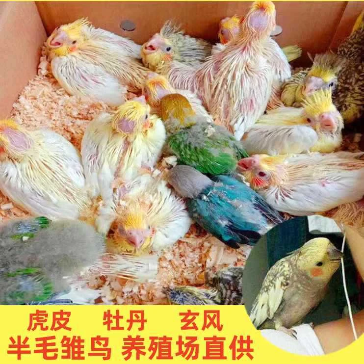 Y手养雏鸟玄风虎皮鸟活体亲人鹦鹉活物黄化灰玄鸟笼