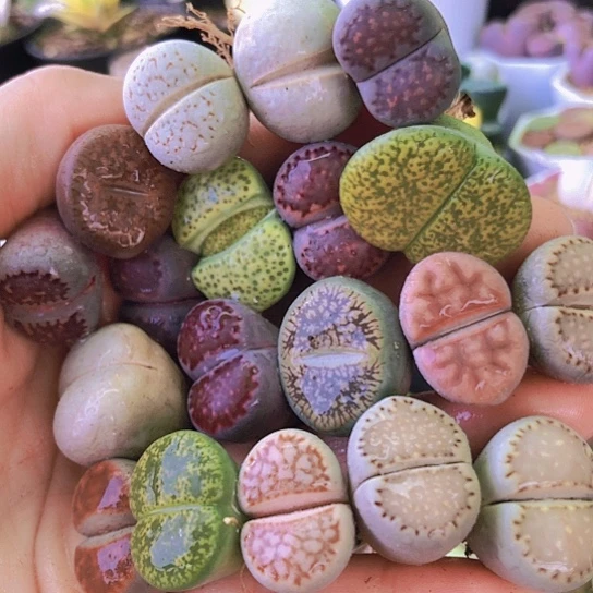 无花朵1160，2-2.5厘米开播福利20颗