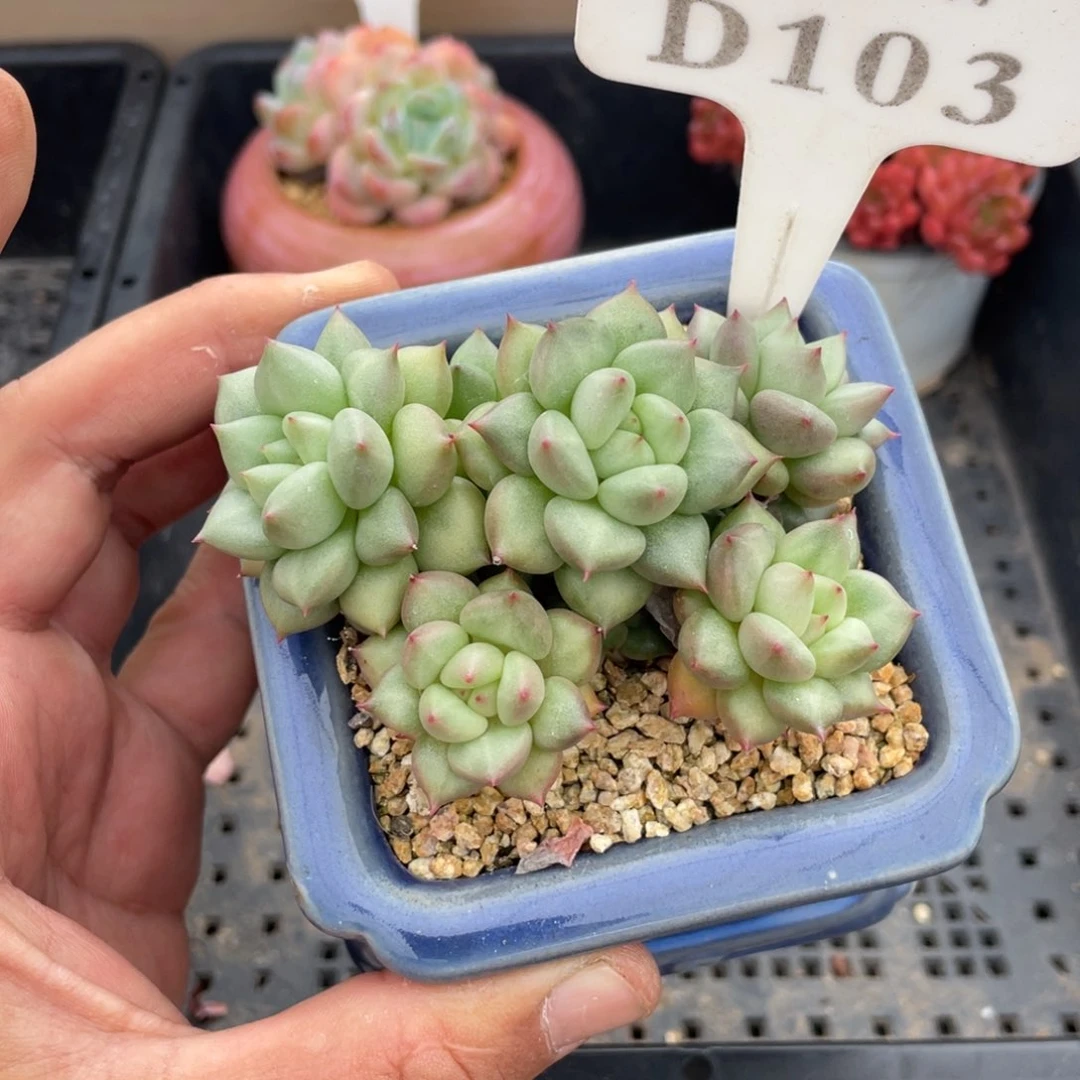 103象牙不带盆10厘米