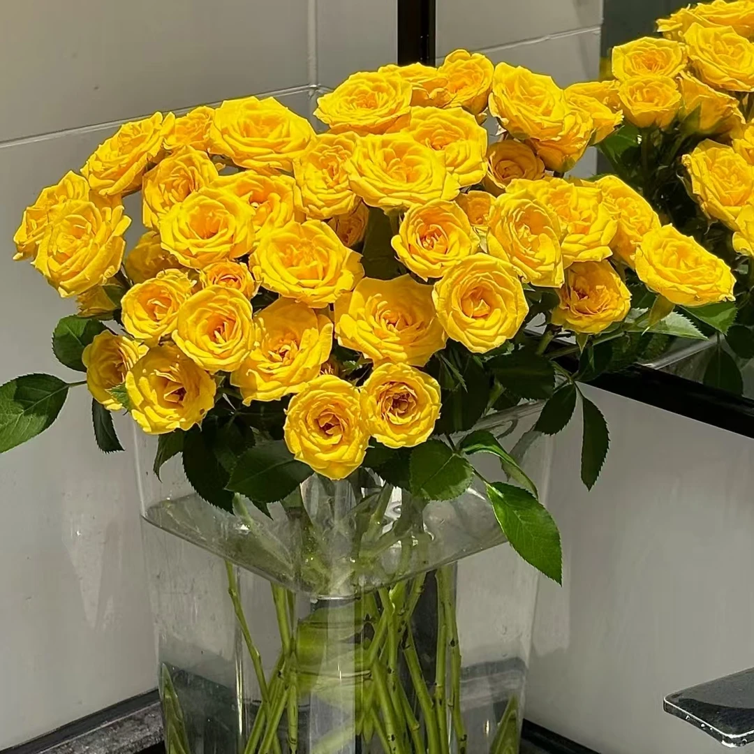 10枝方德荷冠晴天多头玫瑰（杆子细花头小）【两单京东或顺丰】