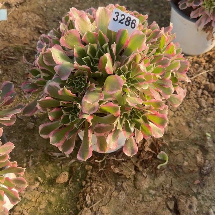 3286 白凤清棚处理不包断枝