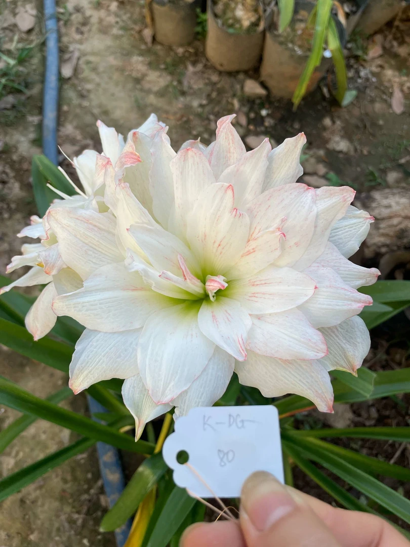 S孤挺花园 月下恋人（独家买断）裸球