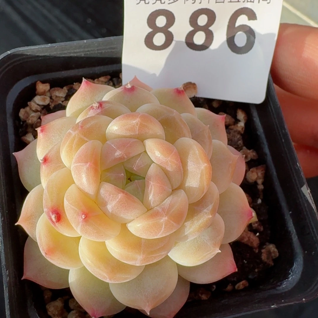 抹茶冰魄         精品多肉