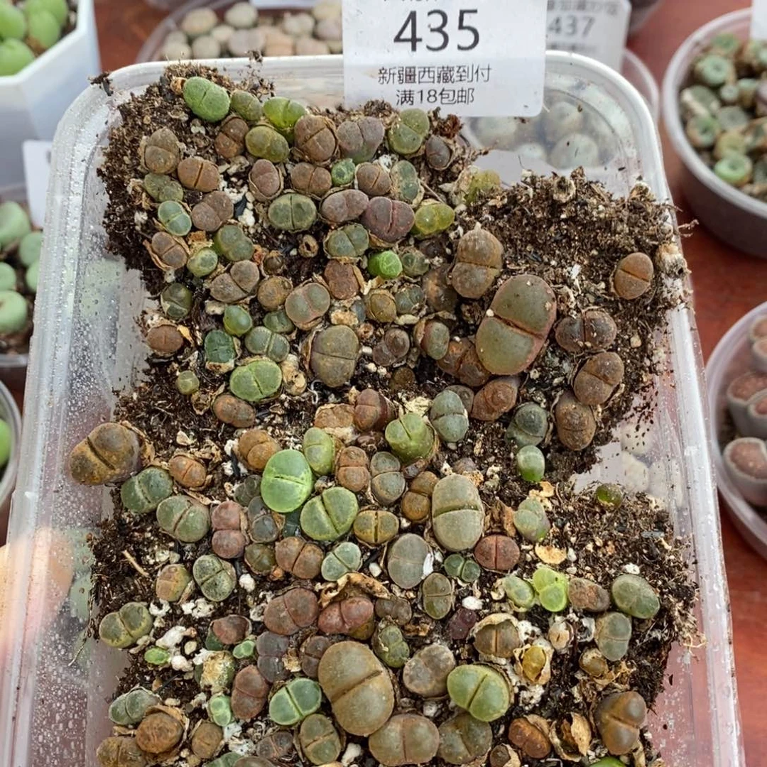 感谢您的光临，00435