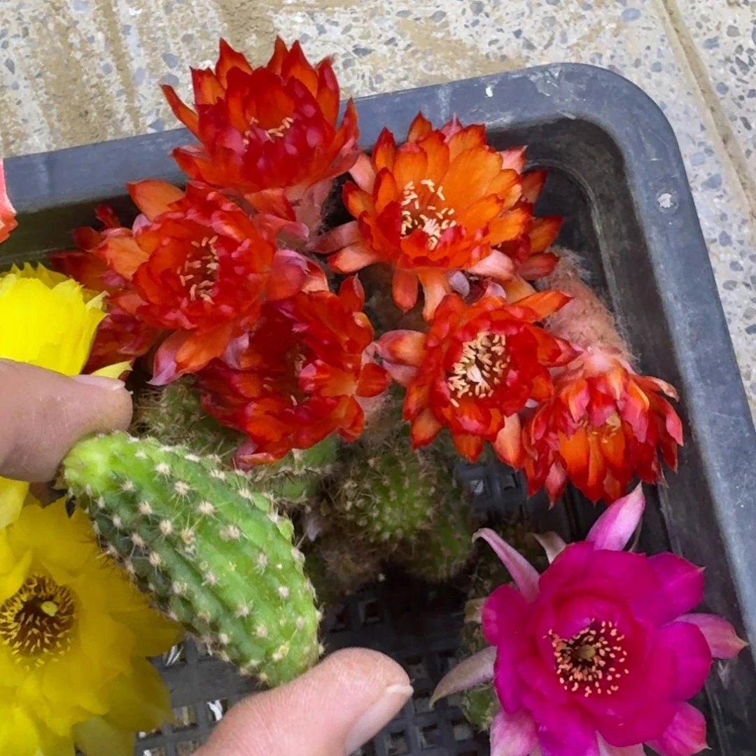 317白檀林根焰火3个无根侧牙小，20包邮