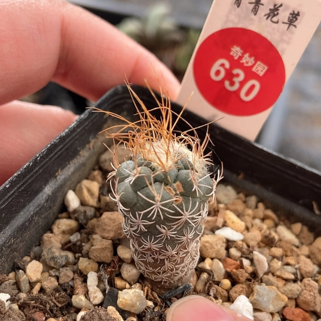 长城丸娇丽有疤56888