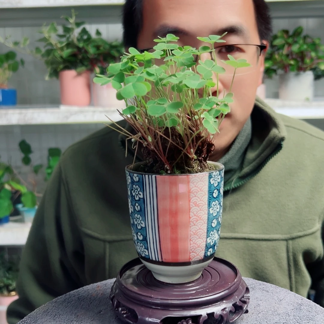 布***衣无花朵20