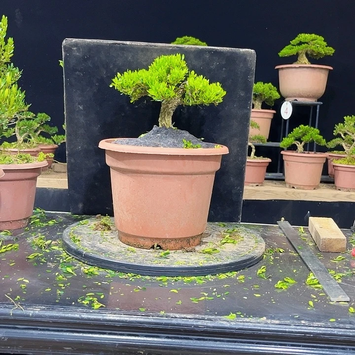 无花朵黄杨盆景四季常绿