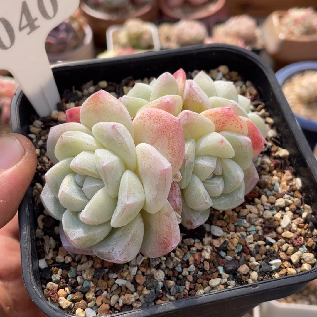 0040冰玉不带盆9厘米