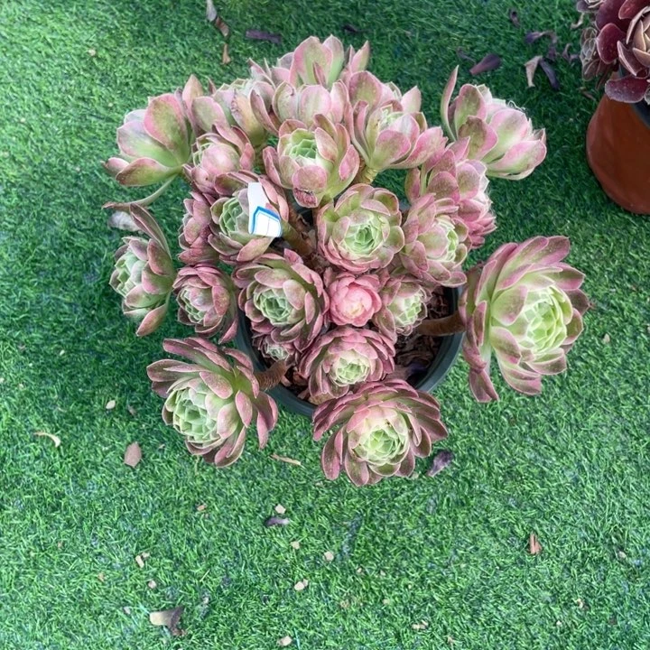 10号老桩海王朵朵法师