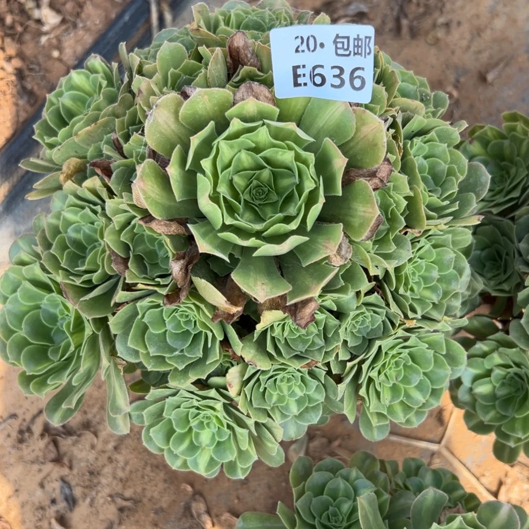 636翡翠琉璃，多肉法师