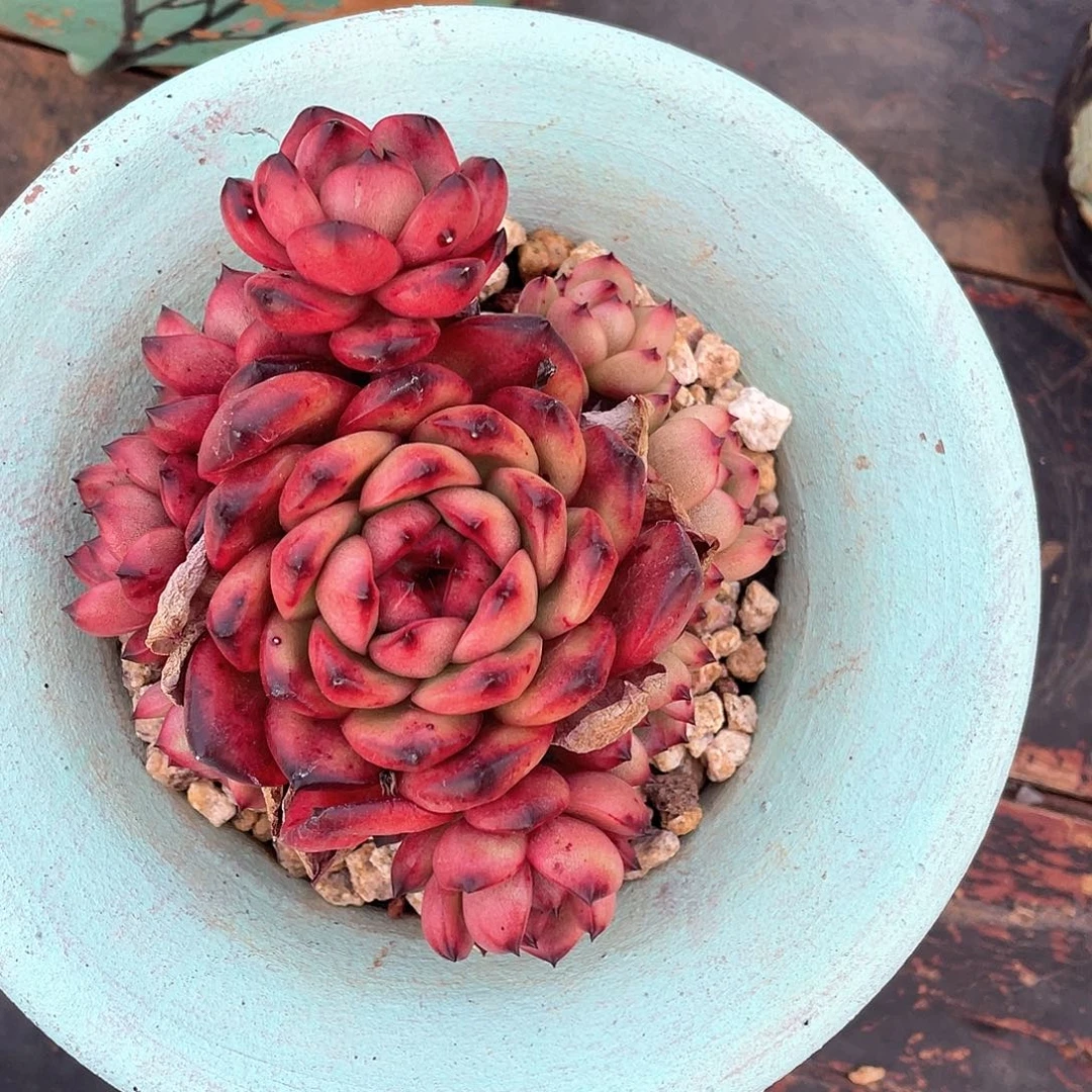 罗*蓝多肉植物一物一拍