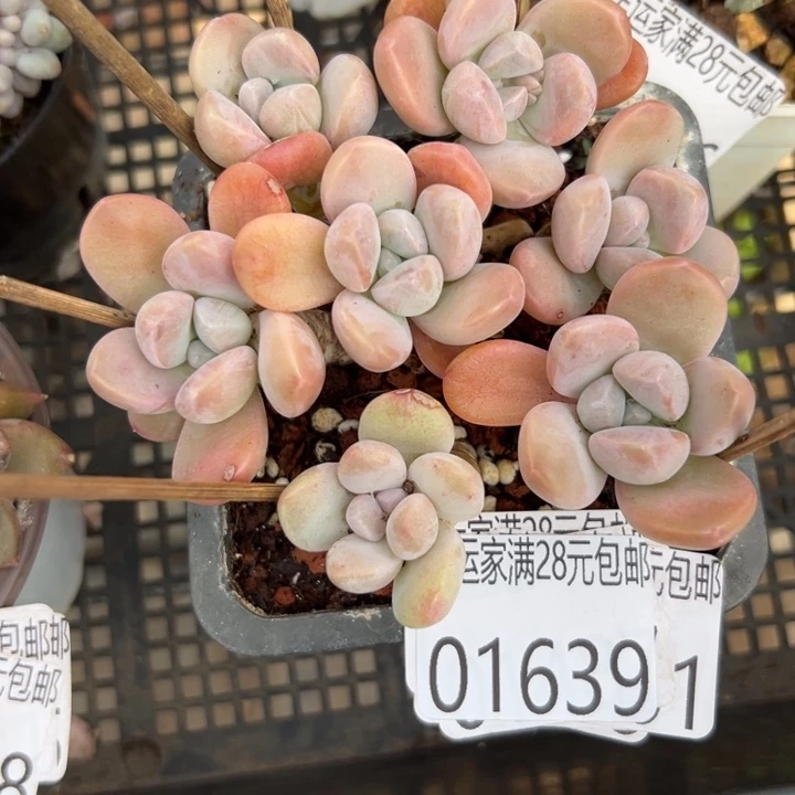 幸运的是我还没遇到过