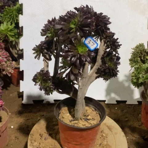 黑法师缀一物一拍