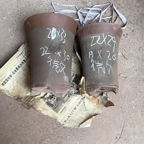 紫砂盆兰花盆两个微