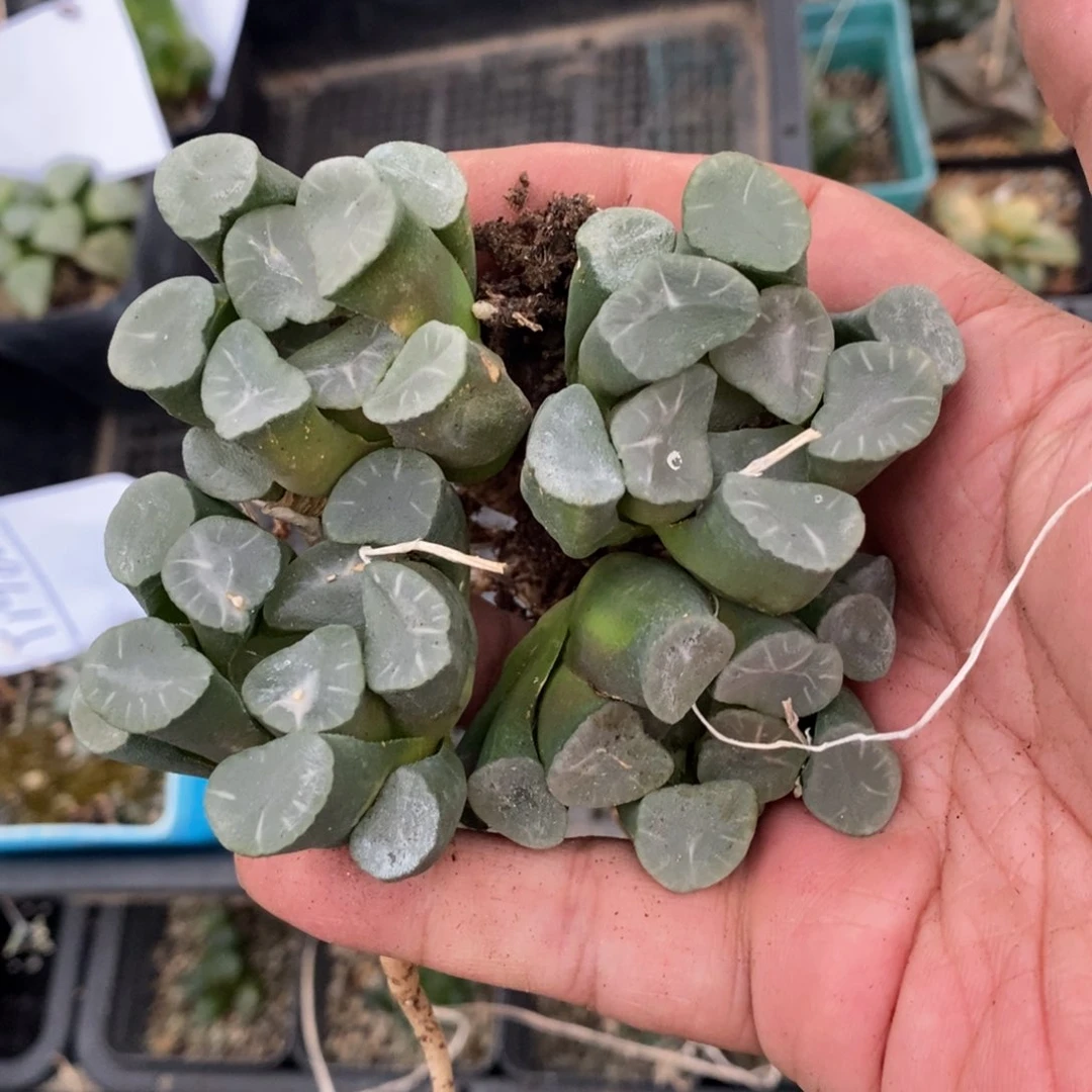 1982 一颗实生万象。超级福利