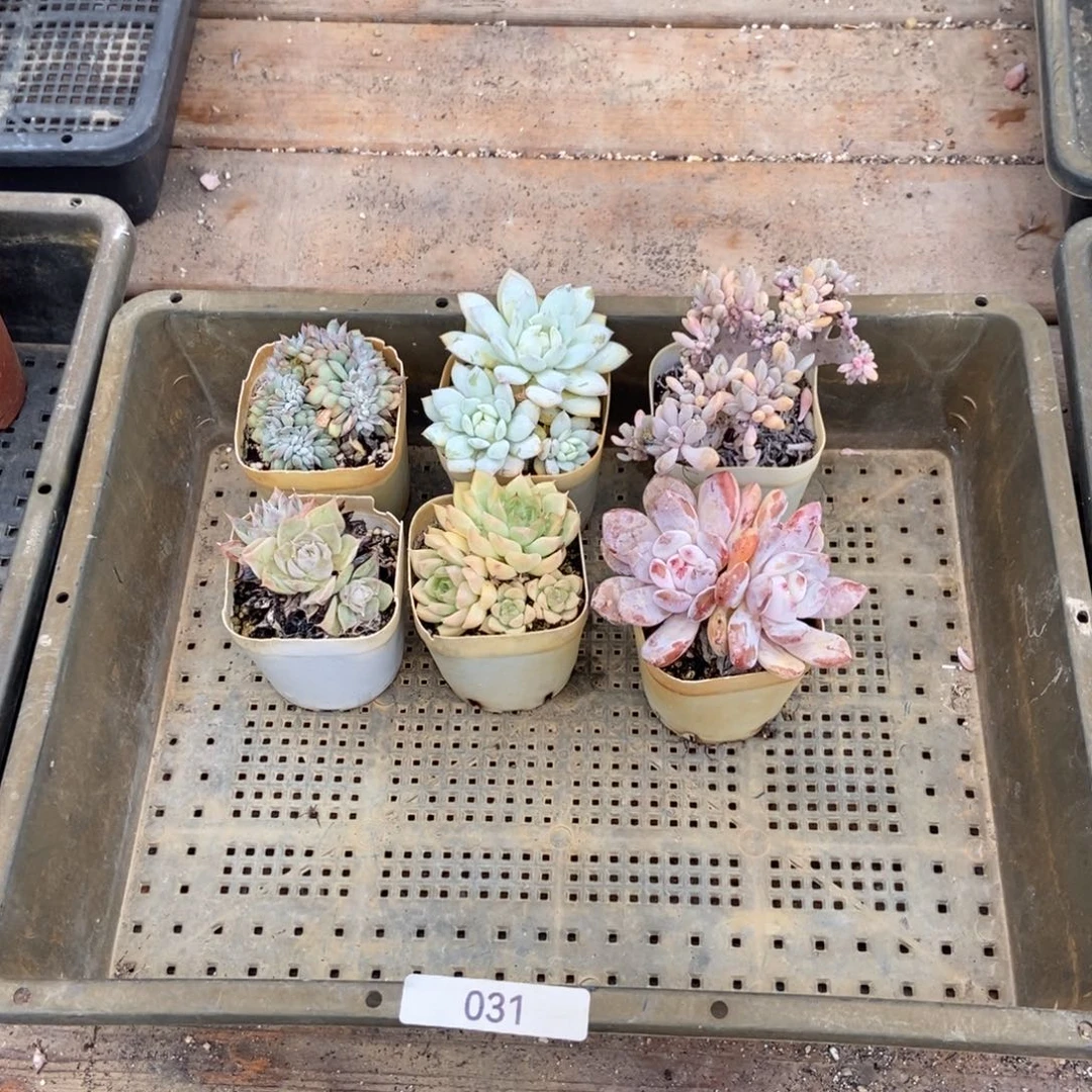 031号组合套餐多肉六颗脱土发货