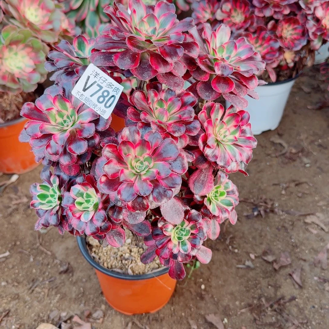 丽娜法师780冠幅22