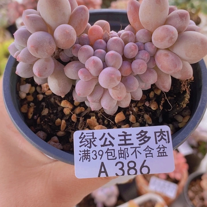 手指奶7cm386多肉植物