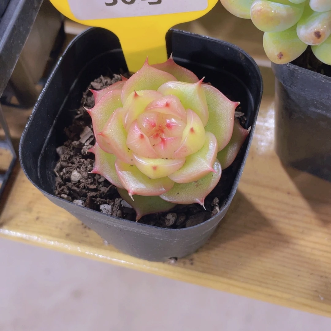 36号 睫毛糖心玉玲珑