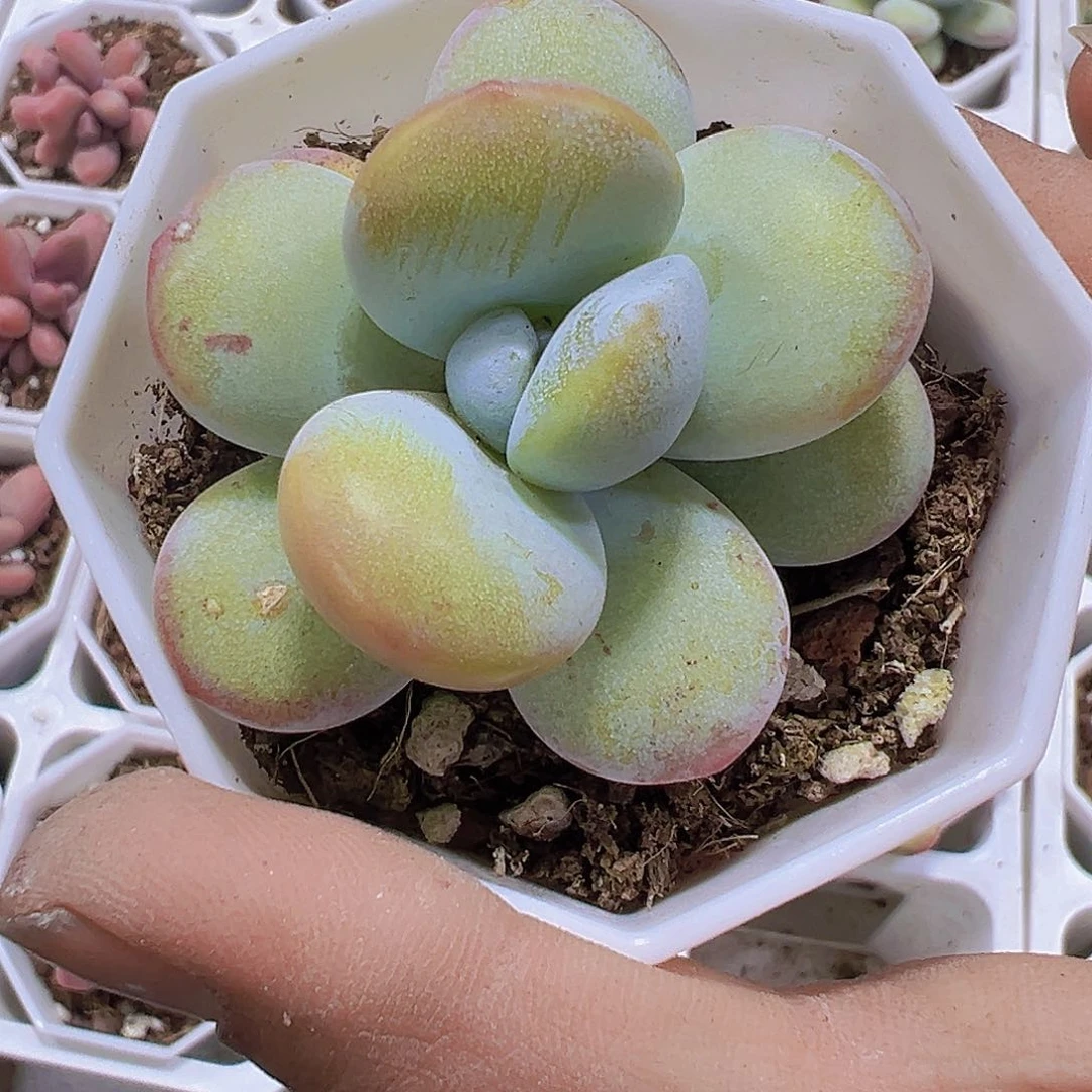 雪美人单头19包邮