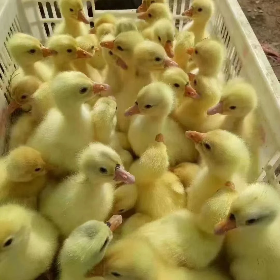 宠物 白色 【纯正大种】 顺丰包邮  包活