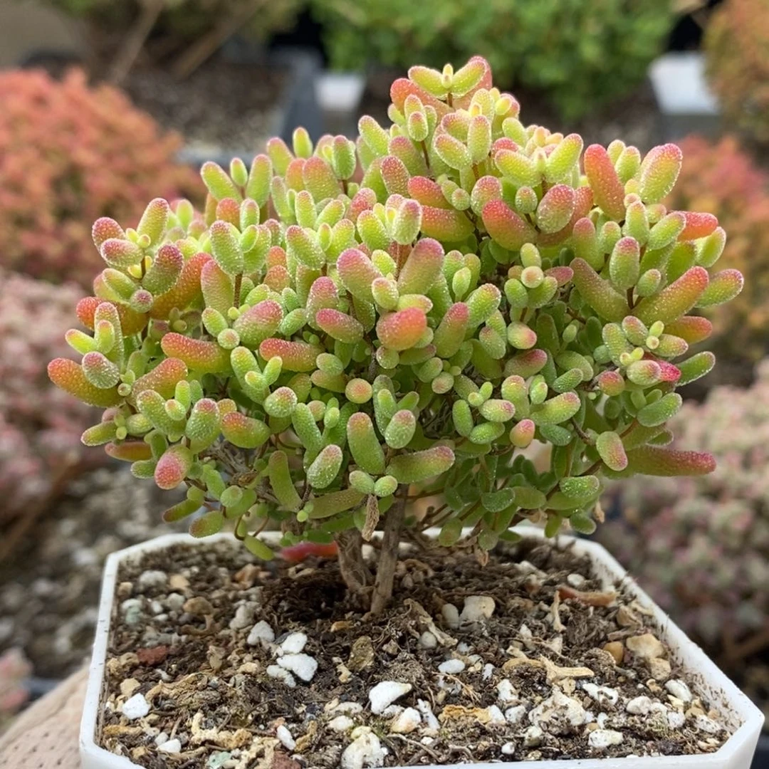 蜜橘糖球6872枝干番杏