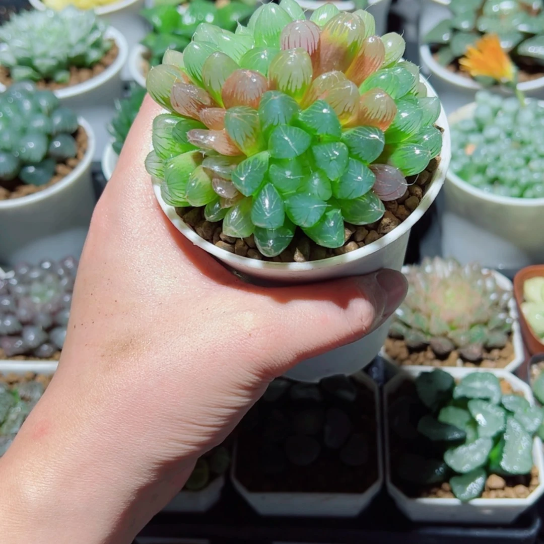 【闪购商品】手捧花彩虹玉露