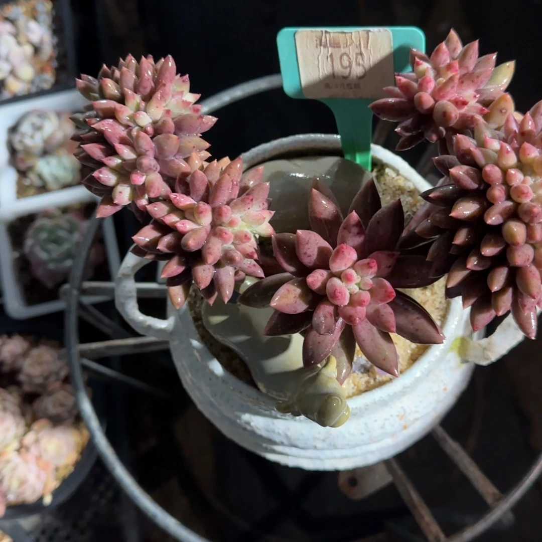 一***·多肉植物与美容对话哇塞