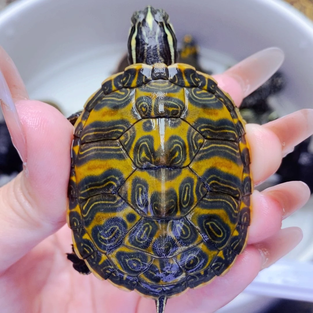 不分公母宠物龟5公分大直纹火焰公