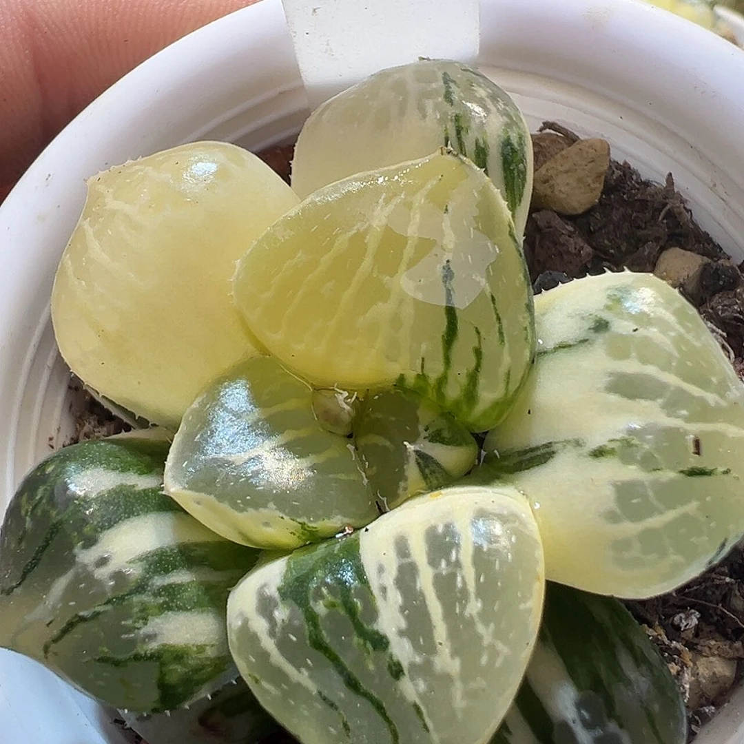 青***9糊斑趋势日月潭锦