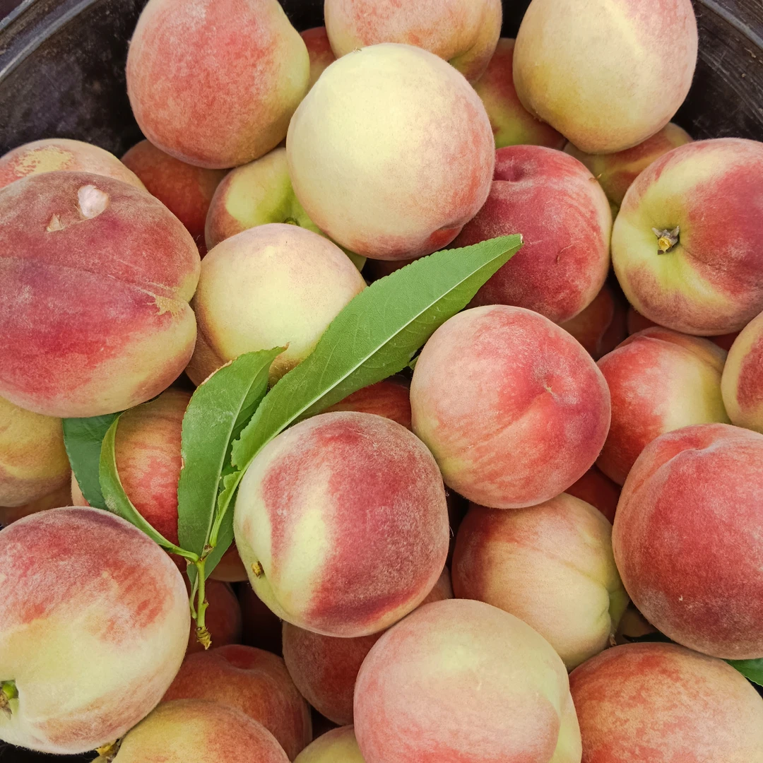 【现摘现发】水蜜桃 红桃 应季水果 脆甜汁多 头茬 树尖果