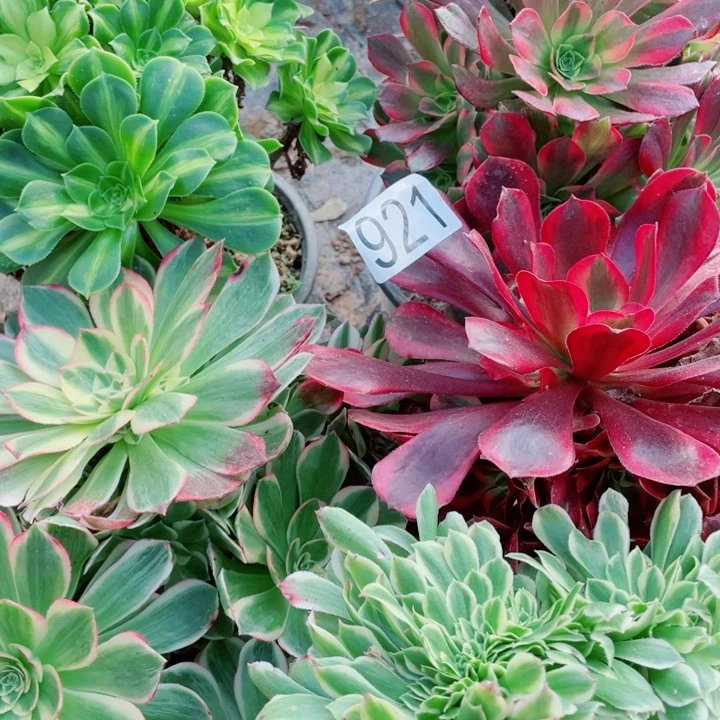 y****队多肉植物组合921