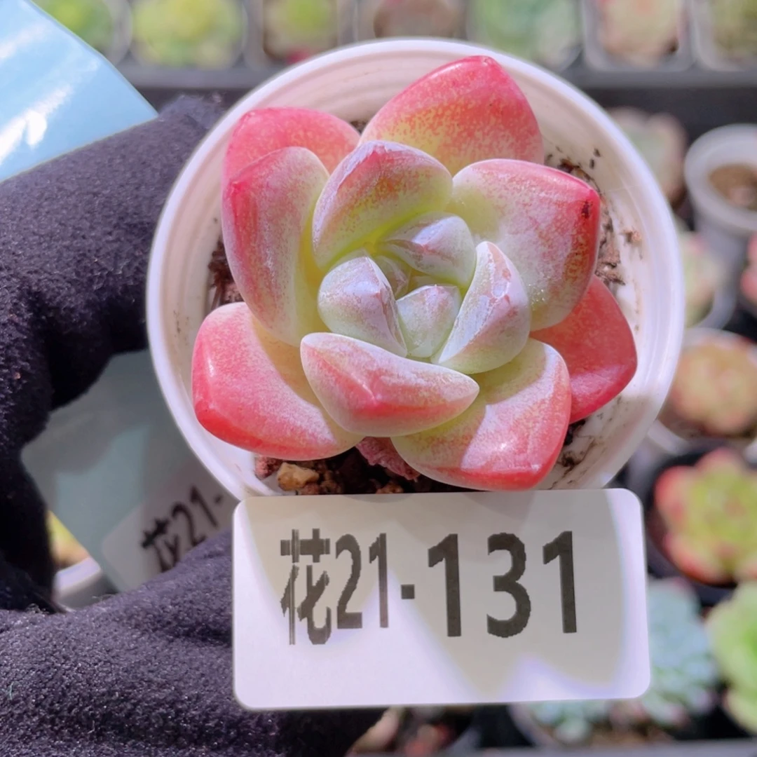 花利美21-131冰玉