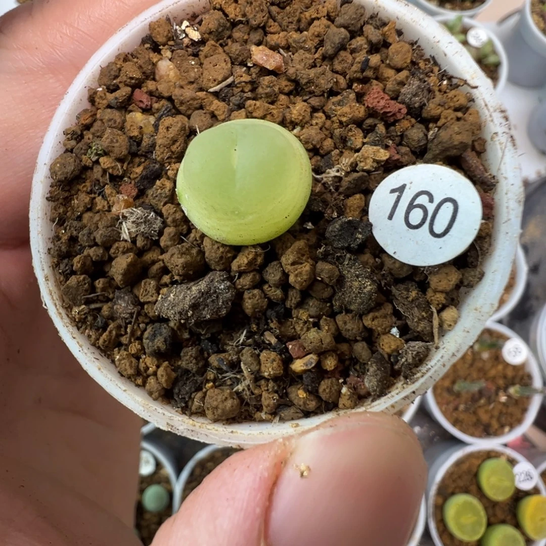 拉登一颗脱土1600000